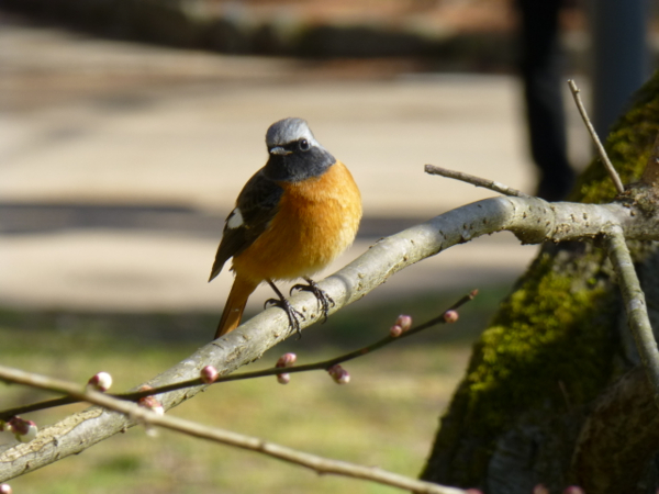 f:id:kazenokomichi:20140311214244j:plain