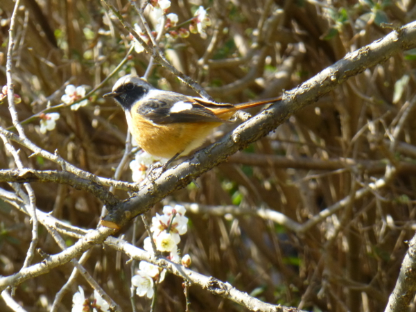 f:id:kazenokomichi:20140311214309j:plain