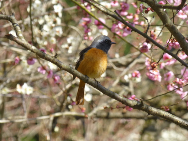 f:id:kazenokomichi:20140311214342j:plain