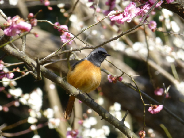 f:id:kazenokomichi:20140311214350j:plain