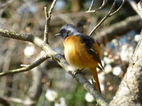 f:id:kazenokomichi:20140311214356j:plain