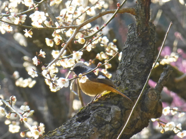 f:id:kazenokomichi:20140311214454j:plain