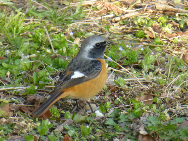 f:id:kazenokomichi:20140311214502j:plain