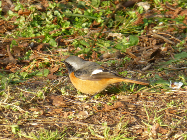 f:id:kazenokomichi:20140311214509j:plain