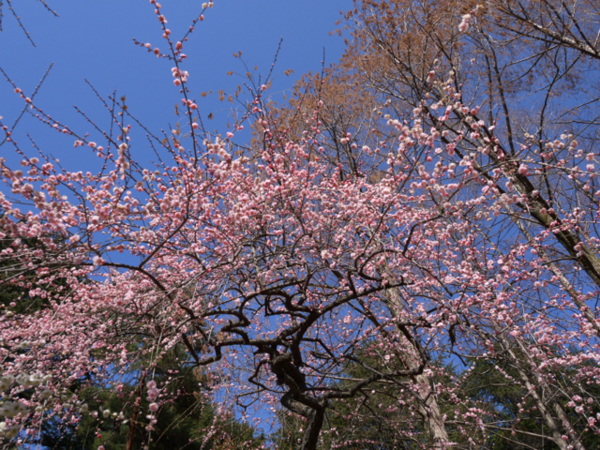 f:id:kazenokomichi:20140311214541j:plain