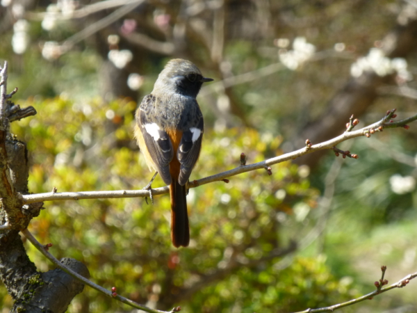 f:id:kazenokomichi:20140311215922j:plain