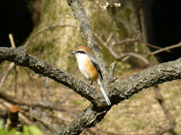 f:id:kazenokomichi:20140311230655j:plain