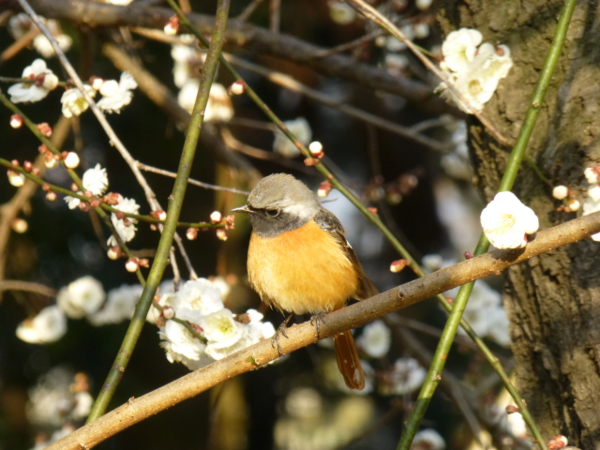 f:id:kazenokomichi:20140312010748j:plain