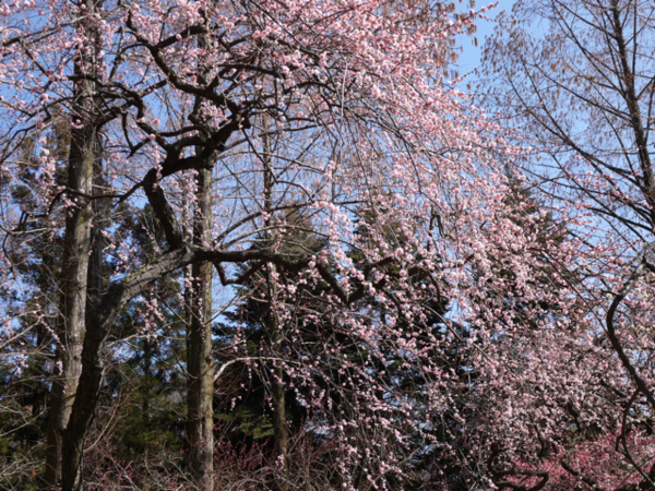 f:id:kazenokomichi:20140312010926j:plain