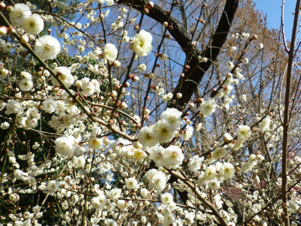 f:id:kazenokomichi:20140312011150j:plain