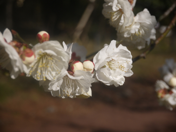 f:id:kazenokomichi:20140312071234j:plain