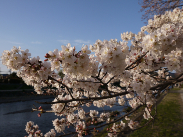 f:id:kazenokomichi:20140401230310j:plain f:id:kazenokomichi:20140401230310j:plain