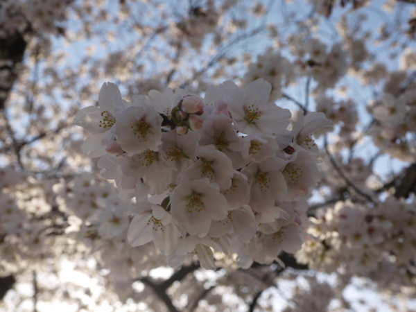 f:id:kazenokomichi:20140402004155j:plain f:id:kazenokomichi:20140402004155j:plain