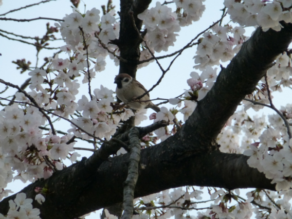 f:id:kazenokomichi:20140402004454j:plain f:id:kazenokomichi:20140402004454j:plain