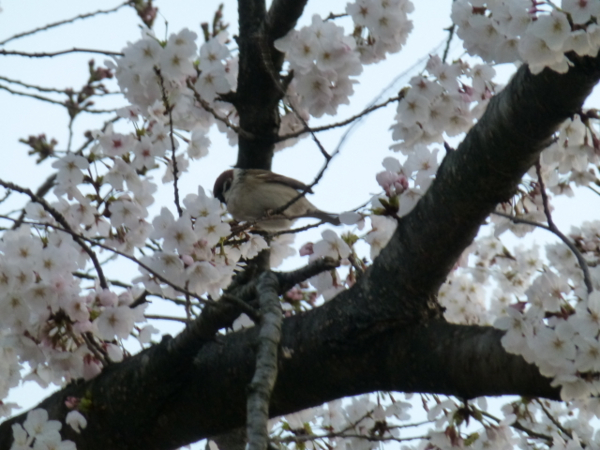 f:id:kazenokomichi:20140402004554j:plain f:id:kazenokomichi:20140402004554j:plain