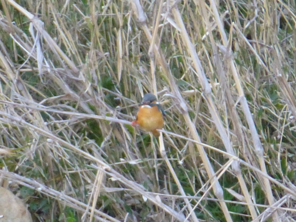 f:id:kazenokomichi:20140402005011j:plain f:id:kazenokomichi:20140402005011j:plain