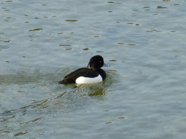 f:id:kazenokomichi:20140402005400j:plain f:id:kazenokomichi:20140402005400j:plain