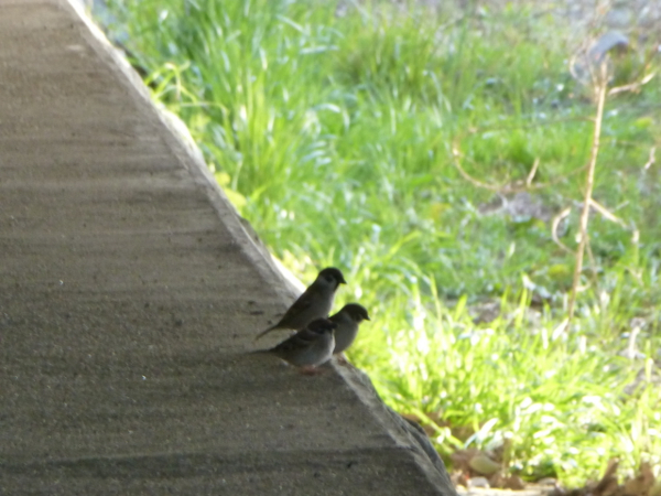 f:id:kazenokomichi:20140402005508j:plain f:id:kazenokomichi:20140402005508j:plain