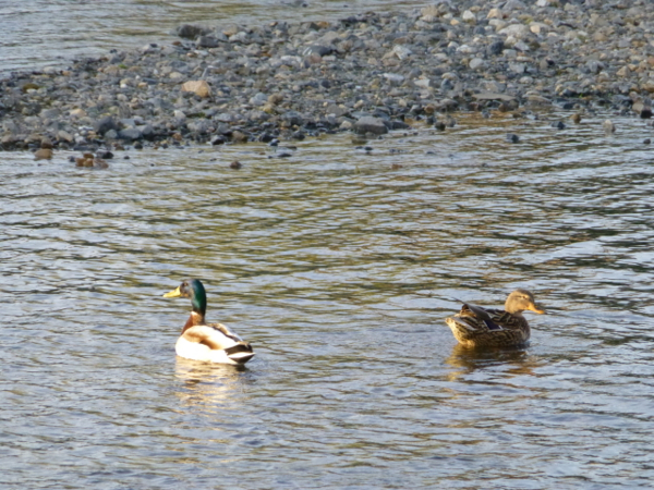 f:id:kazenokomichi:20140402005654j:plain f:id:kazenokomichi:20140402005654j:plain