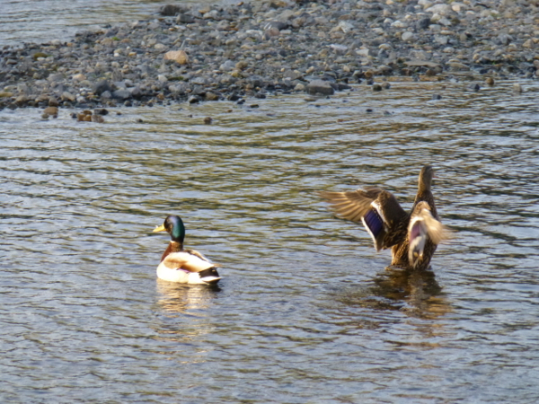 f:id:kazenokomichi:20140402005755j:plain f:id:kazenokomichi:20140402005755j:plain