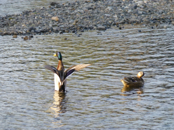 f:id:kazenokomichi:20140402005826j:plain f:id:kazenokomichi:20140402005826j:plain