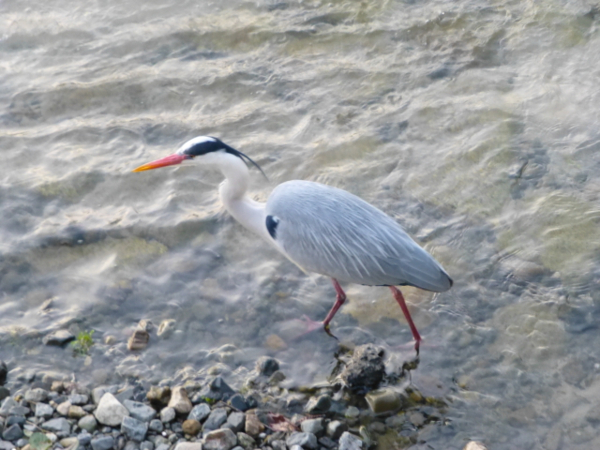 f:id:kazenokomichi:20140402010144j:plain f:id:kazenokomichi:20140402010144j:plain