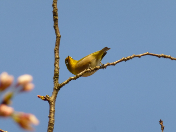 f:id:kazenokomichi:20140402010231j:plain f:id:kazenokomichi:20140402010231j:plain