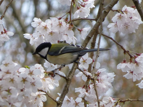 【冬桜】ことりのあそびば　A 桜と小鳥♪ - 風の小径