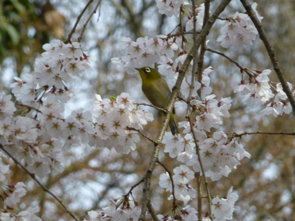 桜と小鳥♪ - 風の小径