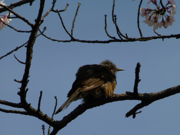 f:id:kazenokomichi:20140407190233j:plain