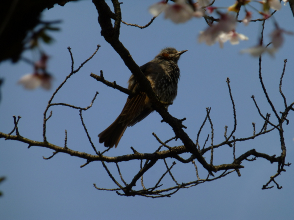 f:id:kazenokomichi:20140407190238j:plain