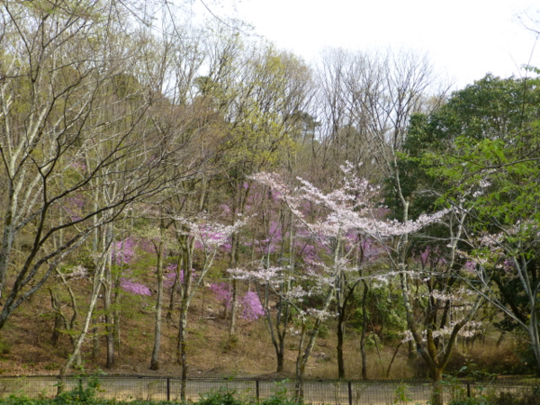 f:id:kazenokomichi:20140413010452j:plain f:id:kazenokomichi:20140413010452j:plain