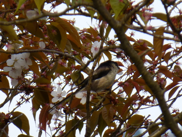 f:id:kazenokomichi:20140413010544j:plain f:id:kazenokomichi:20140413010544j:plain