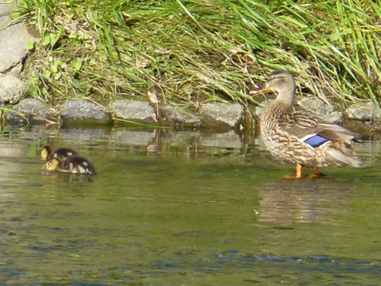 f:id:kazenokomichi:20140524140041j:plain