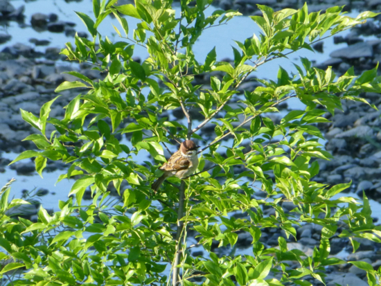 f:id:kazenokomichi:20140524140048j:plain