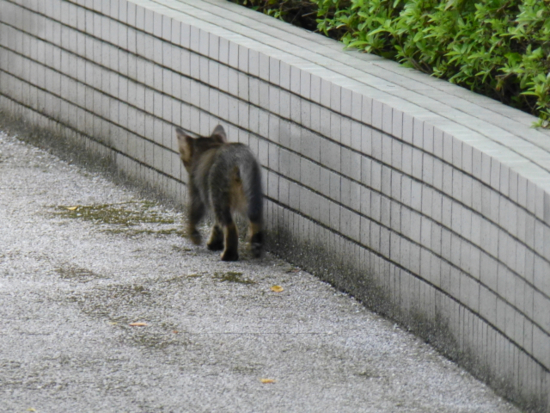 f:id:kazenokomichi:20140802204139j:plain