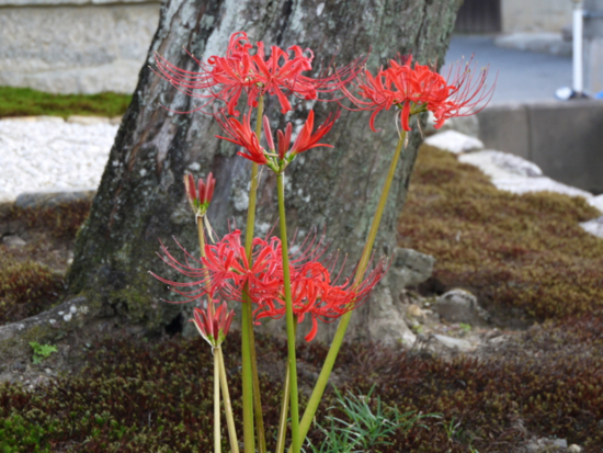 f:id:kazenokomichi:20140926114634j:plain f:id:kazenokomichi:20140926114634j:plain