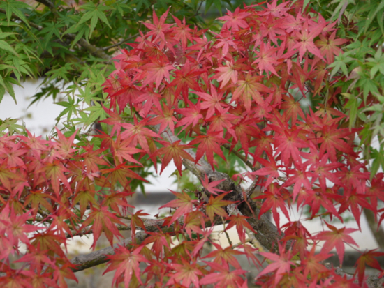 f:id:kazenokomichi:20140926114855j:plain f:id:kazenokomichi:20140926114855j:plain