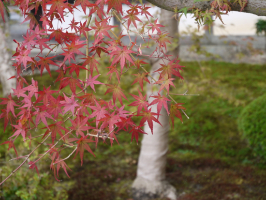 f:id:kazenokomichi:20140926114920j:plain f:id:kazenokomichi:20140926114920j:plain