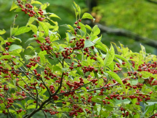 f:id:kazenokomichi:20140926115712j:plain f:id:kazenokomichi:20140926115712j:plain