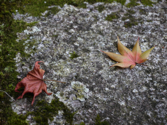 f:id:kazenokomichi:20140926115903j:plain f:id:kazenokomichi:20140926115903j:plain