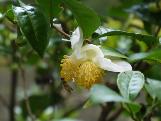 f:id:kazenokomichi:20140926120023j:plain f:id:kazenokomichi:20140926120023j:plain