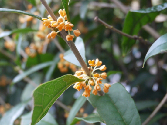 f:id:kazenokomichi:20140928125433j:plain f:id:kazenokomichi:20140928125433j:plain