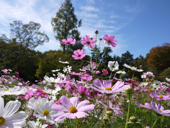 f:id:kazenokomichi:20141027214917j:plain