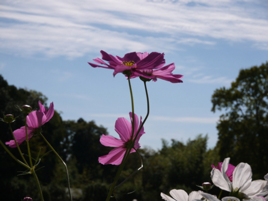 f:id:kazenokomichi:20141027215025j:plain