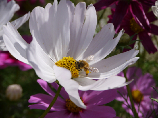 f:id:kazenokomichi:20141027215307j:plain