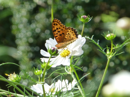 f:id:kazenokomichi:20141027220027j:plain