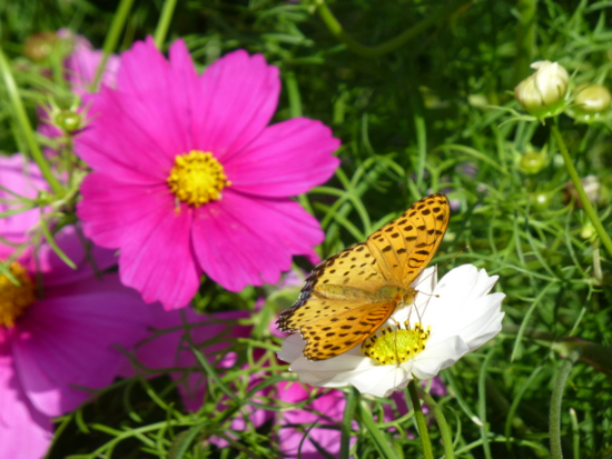 f:id:kazenokomichi:20141027220250j:plain