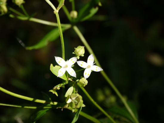 f:id:kazenokomichi:20141027220403j:plain