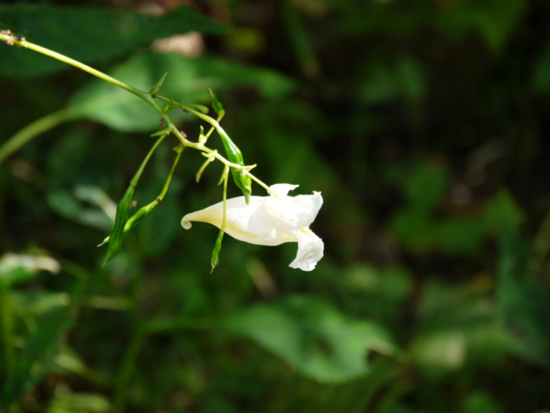 f:id:kazenokomichi:20141027220609j:plain